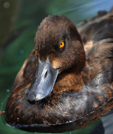 Portrait of a female Tufted duck, showing bright yellow eyeの写真素材