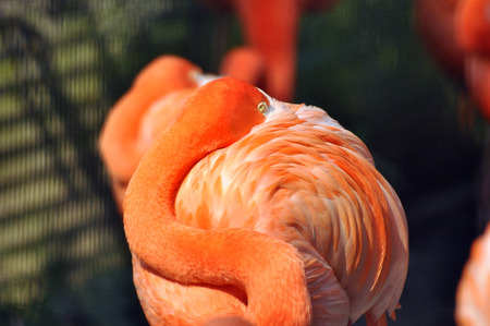 Front view of a resting Caribbean flamingoの写真素材