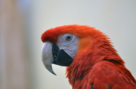 Portrait of a captive Scarlet macaw