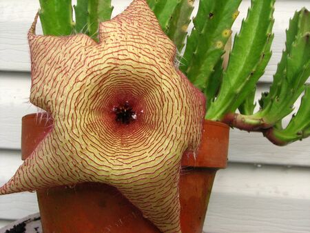 cactus flower blooming (retake)の写真素材