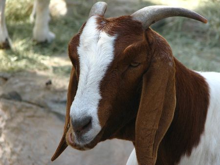 Headshot of a goat in captivityの写真素材