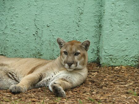 Florida Panther   Felidae Carnivora