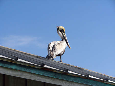 Brown Pelican perched rooftop huntin fishの写真素材