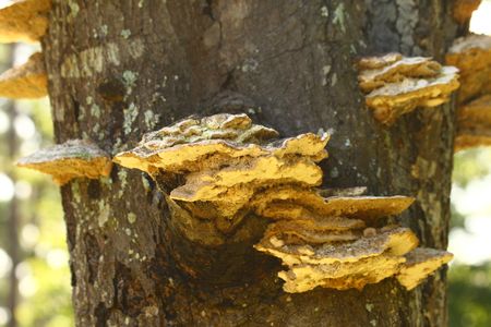 Wild Mushroom with focus on main mass