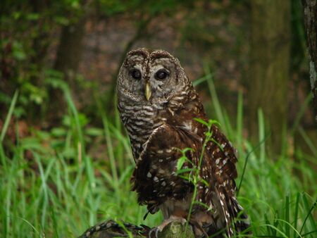 Barred Owlの写真素材
