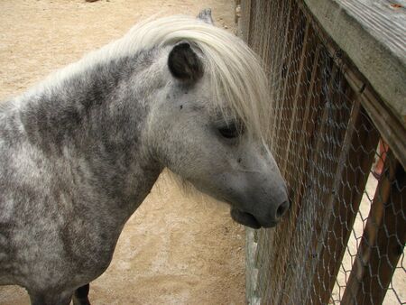 White Horseの写真素材