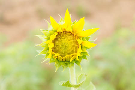 Sunflowers,Sunflowers blooming against a bright sky,Sunflowers,Sunflowers blooming ,beautiful sunflowers,big sunflowers ,Unseen Thailand flowers,yellows flowers.の写真素材