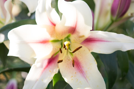 abstract, pistil, , closeup, bulbs, soft, grow, 
floral, spring, vivid, petal, day, flower, botanical, 
holiday, selectiv, perennial, summer, fragrance, 
bloom, stamina, open, springtime, close-up, 
anthers, macro, season, stigma, pollen, stem, easter, 
vの写真素材