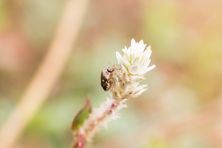Macro Bug's life on flowers. Nature backgroundの写真素材
