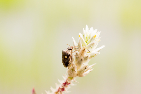 Bug's life on flowersの写真素材
