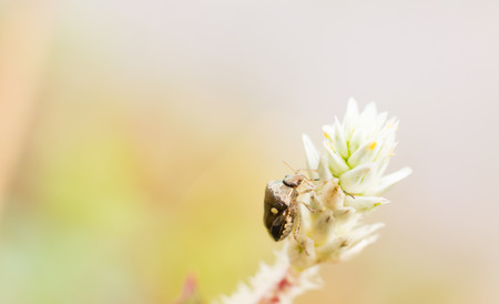 Bug's life on flowersの写真素材