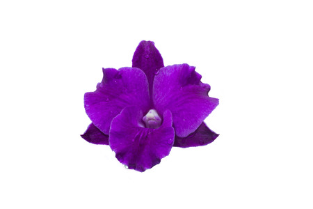 Close-up of purple orchids with water drops on white background.の写真素材