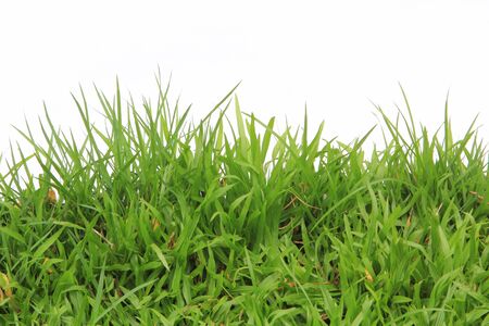 green  grass