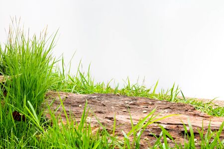 green  grassの写真素材