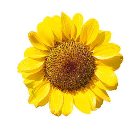 Yellow sunflower on white backgroundの写真素材