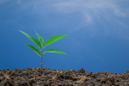 Planting trees in full sun and with regular care will help them grow and flourish.  young plants on soil against a blue sky backdrop.の写真素材