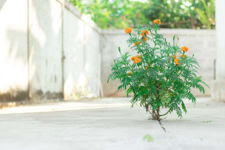 A flower called Marigold (Tagetes erecta L.) grows on a cracked cement floor with patience and care...