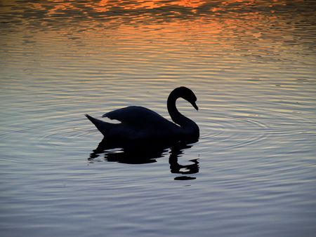 Sunset - swan の写真素材