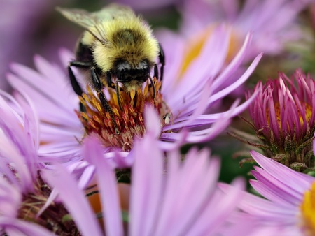 Closeup of the Bee on the Purple Flower