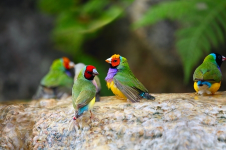 Exotic Birds Enjoying the Water