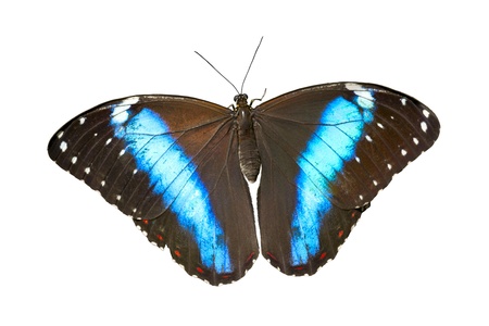 Banded Morpho Butterfly on White Background