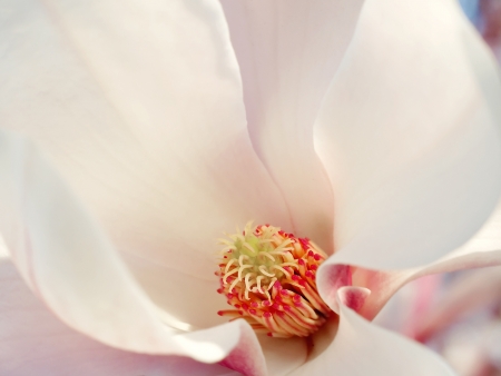 Close up of Magnolia Blossom の写真素材