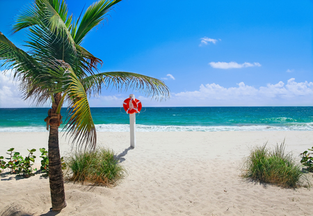 Tropical beach with palm tree on a sunny dayの写真素材