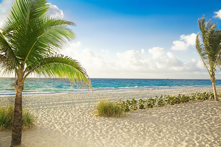 Tropical beach with palm trees on a sunny dayの写真素材