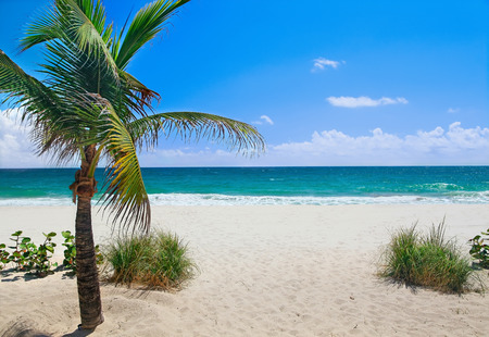 Tropical beach with palm tree on a sunny dayの写真素材