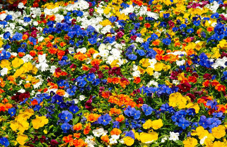 Background from blossoming colorful flowerbed in summer city parkの写真素材