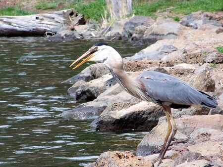 Bird Fishの写真素材