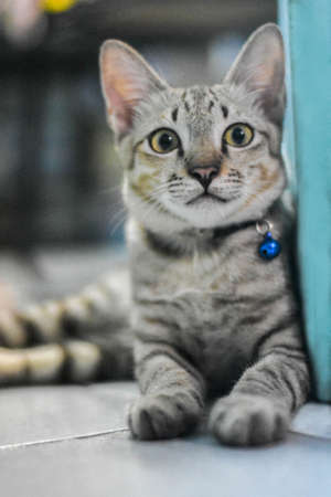 Tiger cat or striped cat, the distinctive feature of this Thai cat breed.  There will be a pictogram similar to the letter M in English on the forehead.の写真素材