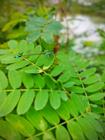 Blue damselfly resting on a green leaf of a plant.の写真素材