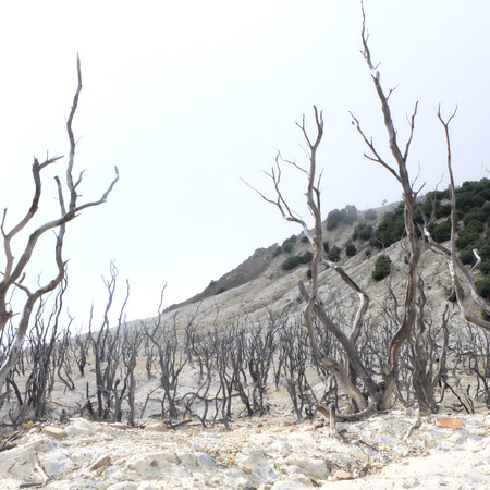 Dead Forest in Mount Papandayan, West Javaの写真素材