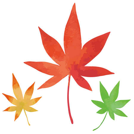 Three Japanese maple leaves. Green, yellow and orange. Watercolor painting.のイラスト素材