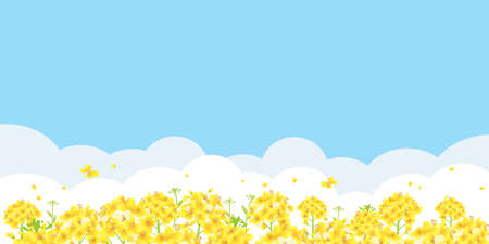 Blue sky and field of rape blossoms background illustration  (lateral length 2:1 ratio)のイラスト素材