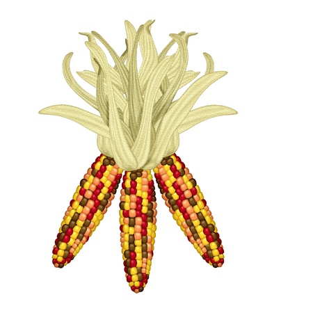 indian corn done in bright colorsのイラスト素材