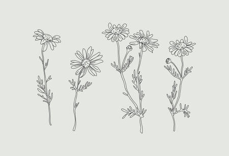 Wildflower daisy vector line art set. Flower doodle botanical collection. Herbal and meadow plants, grass. Vector illustration isolated on white background.のイラスト素材