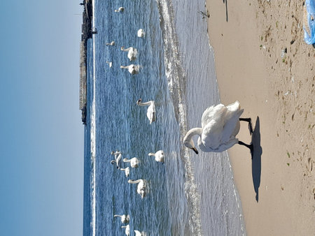White swans swimming in the sea on a sunny day. Swans on the beach.の写真素材