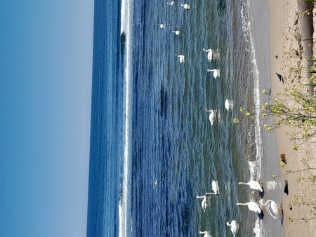 White pelicans on the coast of the Black Seaの写真素材