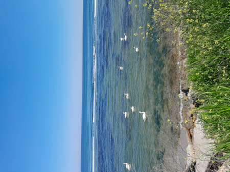 White swans on the coast of the Black Sea, Ukraine.の写真素材