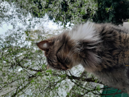 Fluffy cat on the background of a blossoming tree in springの写真素材
