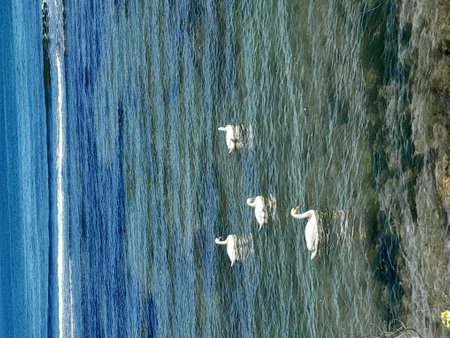 White swans swimming in the sea. bird's-eye view.の写真素材