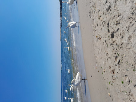 Beautiful white swans on the sandy beach. Sunny day.の写真素材