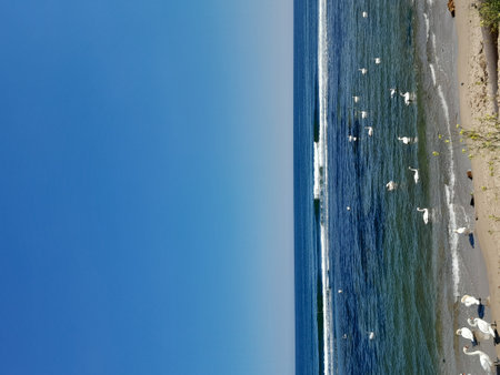 White seagulls on the beach with blue sky and seaの写真素材