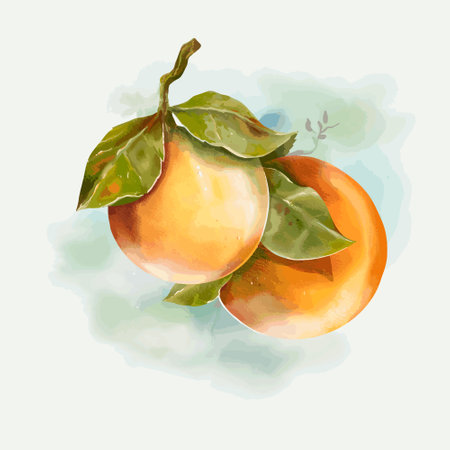 Hand drawn watercolor illustration of tangerines. Vector illustration.のイラスト素材
