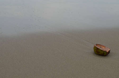 alone, natural, sand, beach, alone, slammed, coconut, coconut lineの写真素材