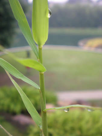 bamboo, wet bamboo, green lightの写真素材
