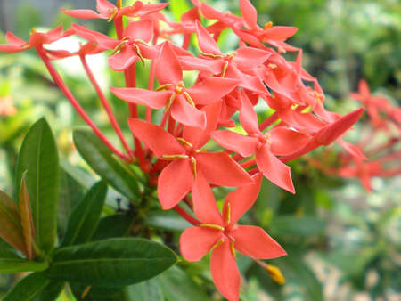 red flowers, beauty, fresh, brigth flowerの写真素材