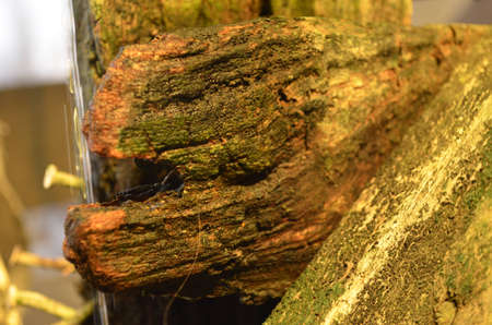 wet wood brokenの写真素材